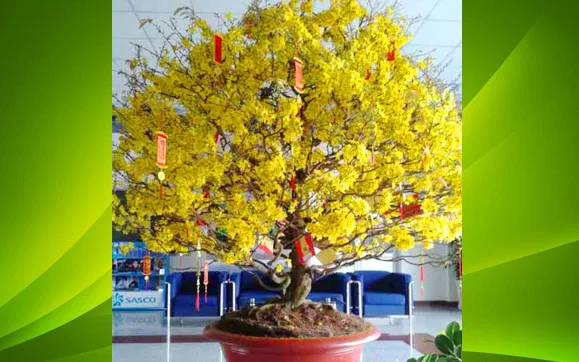 Bán mai vàng trang trí Tết Nguyên Đán