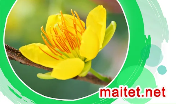 Bí quyết chọn mai đẹp chưng Tết