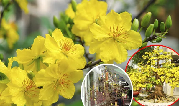 Cho thuê mai Tết nhiều dịch vụ mới lạ