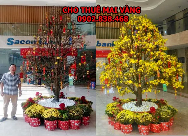 Cho thuê mai vàng 2019