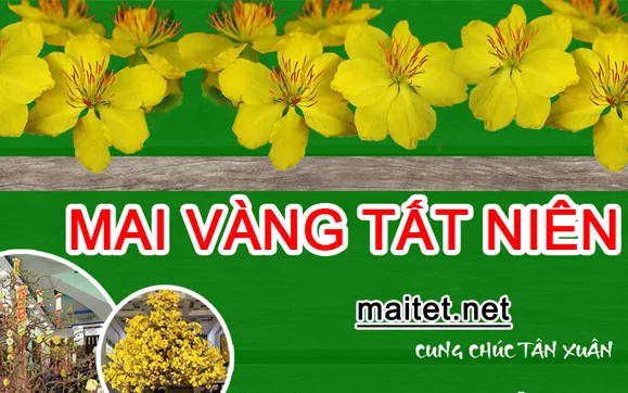 Cho thuê mai vàng trang trí tất niên