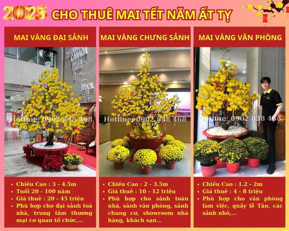 Cho thuê mai vàng trang trí xuân