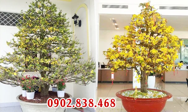 Chọn mai Tết hợp phong thủy