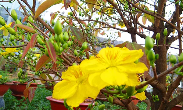 Chưng mai vàng tài lộc dồi dào
