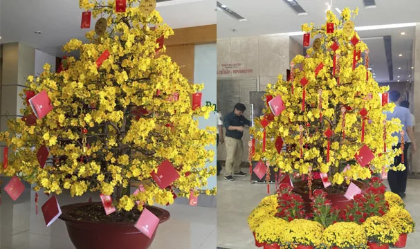Cung cấp mai vàng Tết đẳng cấp giá rẻ