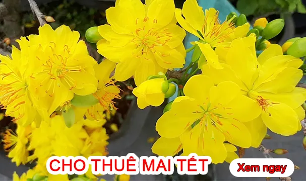 Dịch vụ cho thuê mai Tết mới lạ