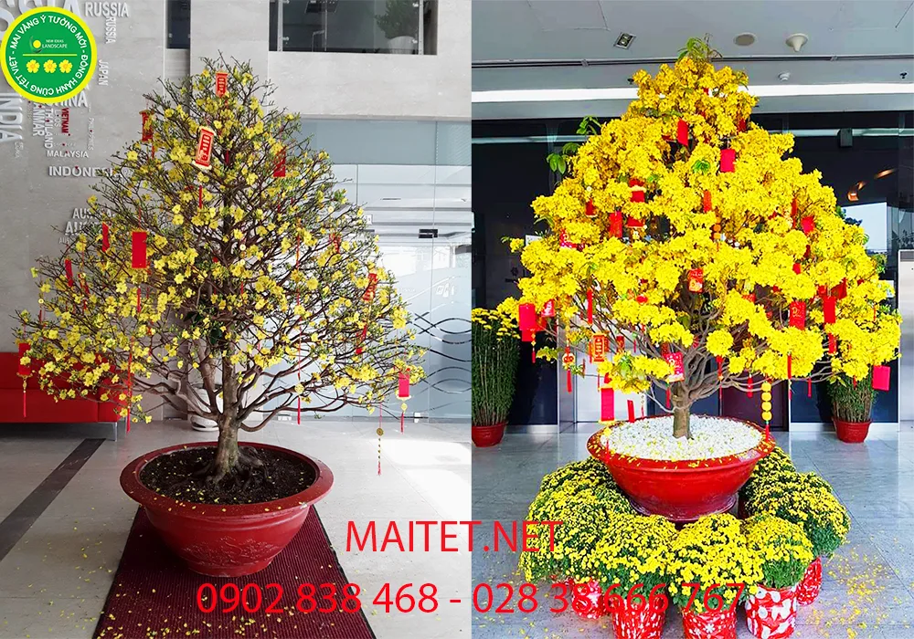 mai vàng chưng sảnh