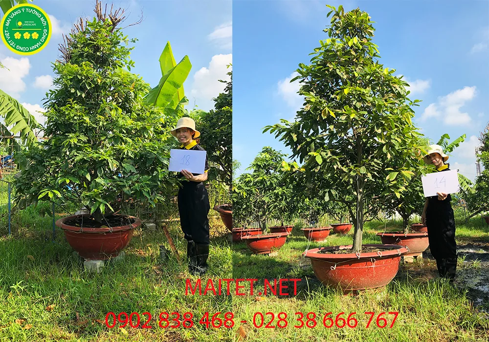 mai chưng tết