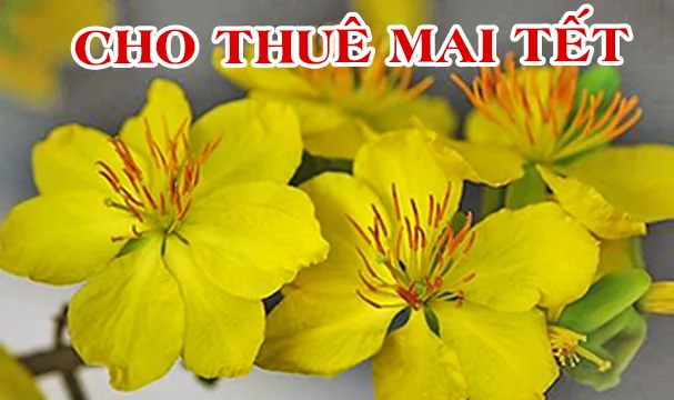 Dịch vụ cho thuê mai vàng chưng Tết
