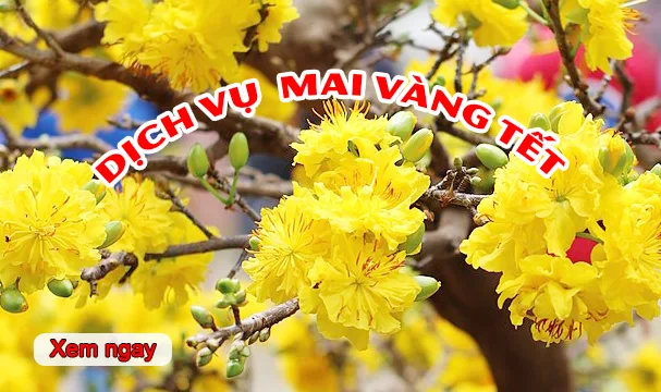 Dịch vụ mai vàng Tết Nguyên Đán tại TP.HCM
