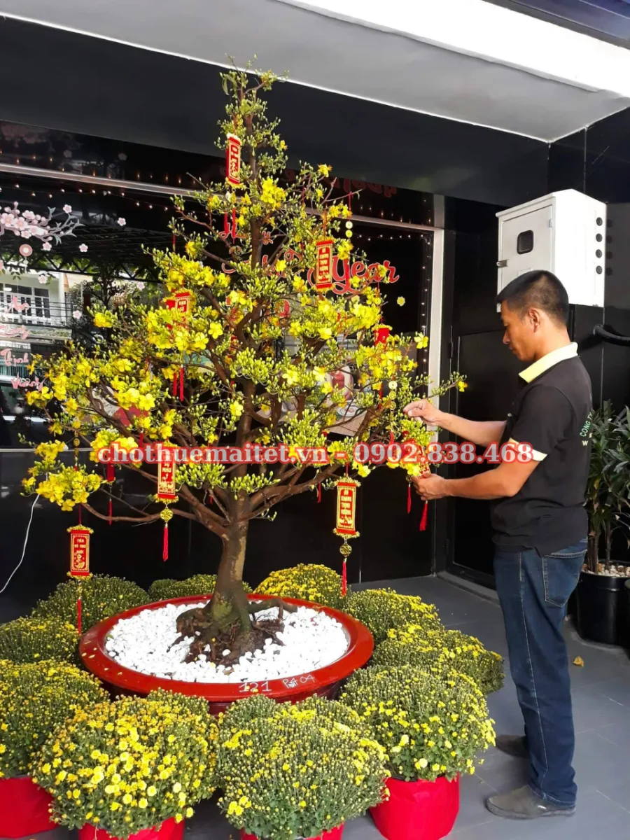 trang trí tết