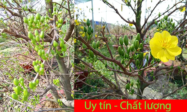 Dịch vụ thuê mai Tết xuân Giáp Thìn