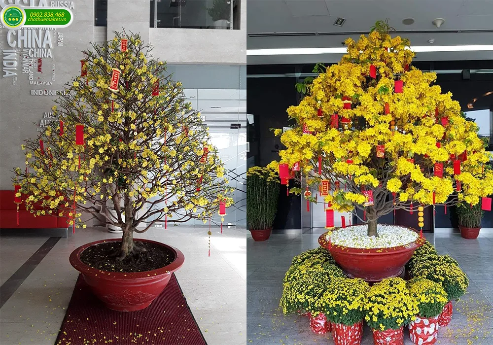 giá thuê mai tết 2021
