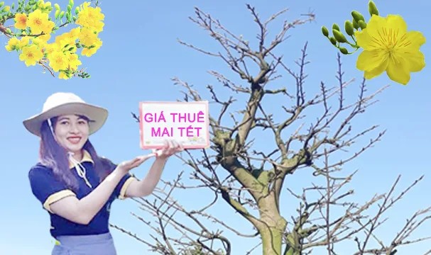 Giá thuê mai Tết Kỷ Hợi 2019