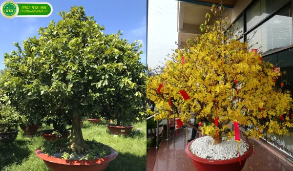 Mai đại thụ chưng Tết có giá bao nhiêu?