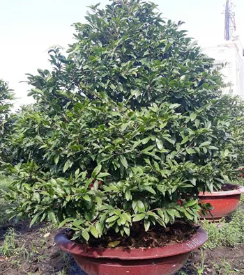 Mai vàng mã số NIS N302