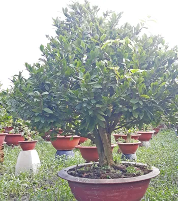 Mai vàng mã số NIS N308