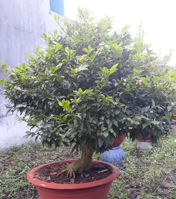 Mai vàng mã số NIS N312