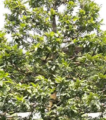 Mai vàng mã số NIS P101