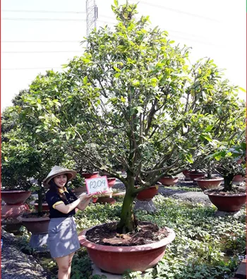 Mai vàng mã số NIS P204