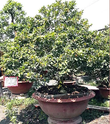 Mai vàng mã số NIS P207