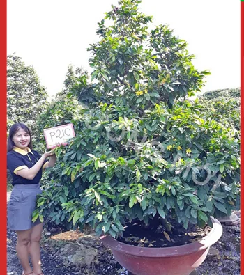 Mai vàng mã số NIS P210