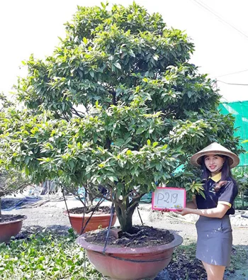 Mai vàng mã số NIS P219