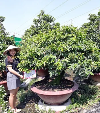 Mai vàng mã số NIS P237