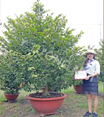 Mai vàng mã số NIS TA318
