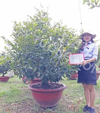 Mai vàng mã số NIS TA322