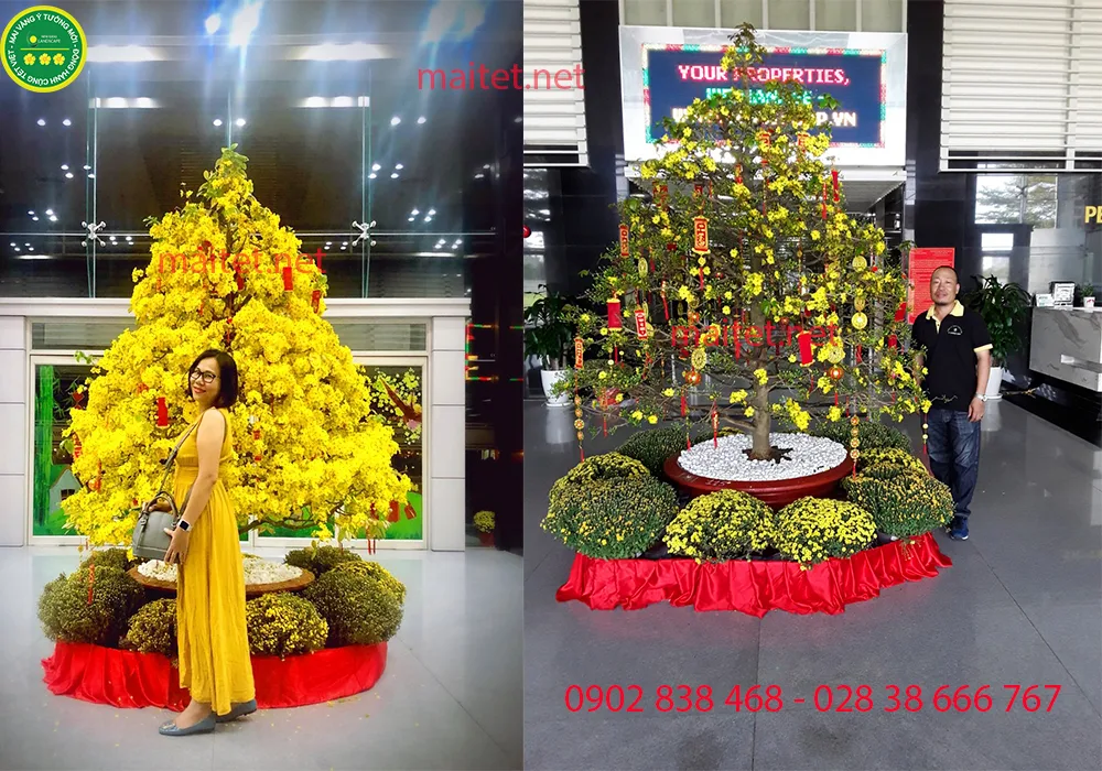 mai chưng tết