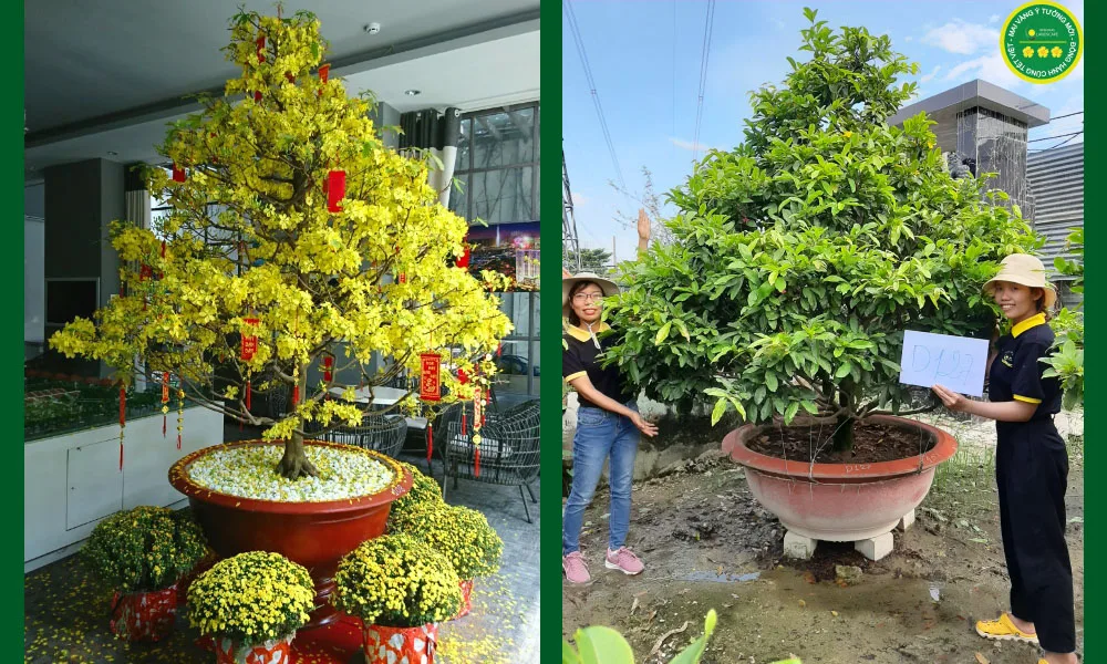 Thuê mai Tết giá tốt – hoa nở chất lượng