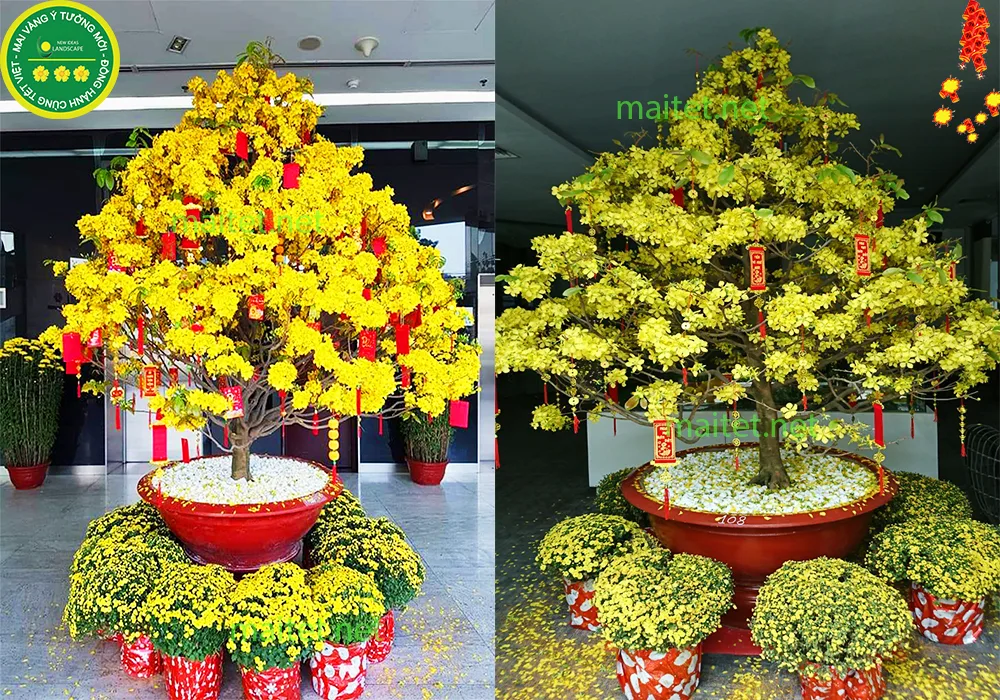 mai vàng chưng tết