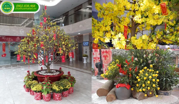 Tiểu cảnh mai vàng cho đại sảnh