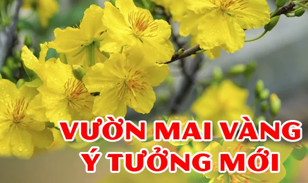 Vườn mai Tết của công ty Mai Vàng Ý Tưởng Mới