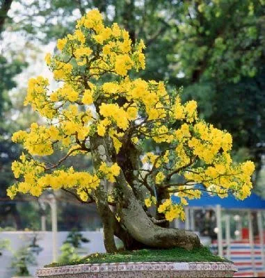 Hoa để bàn