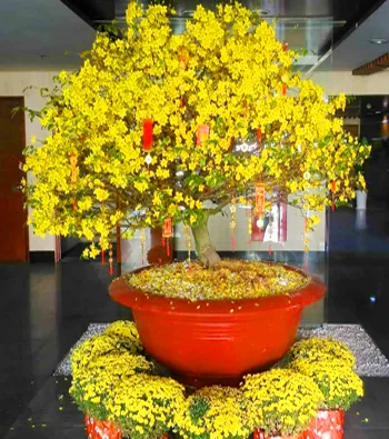 Hoa sinh nhật